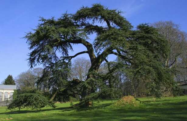 Cedro del Libano Cedro del Libano