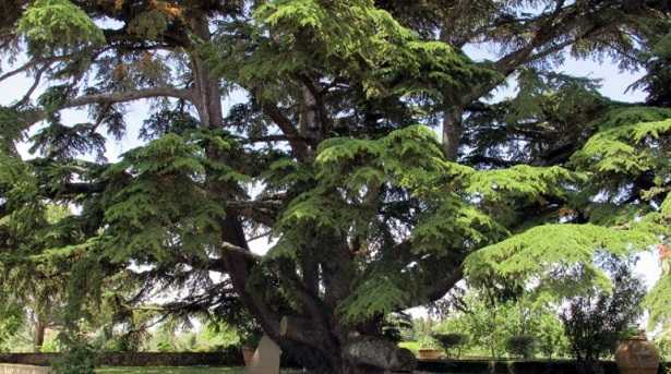Cedro del Libano Cedro del Libano