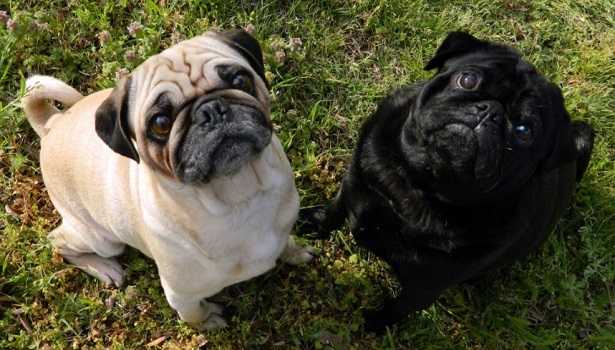 Cioccolato e cani Cioccolato e cani