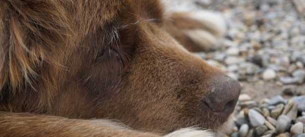 Cioccolato e cani Cioccolato e cani