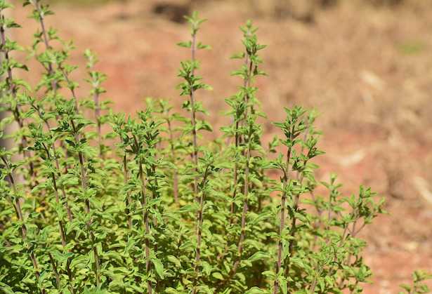 coltivazione maggiorana