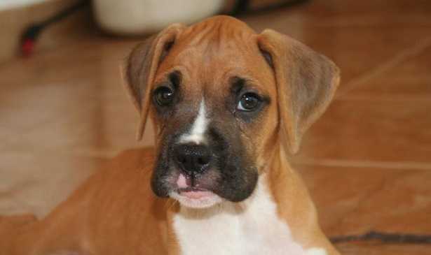 Come educare un cucciolo Come educare un cucciolo