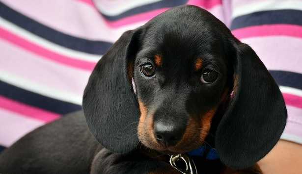 Come educare un cucciolo Come educare un cucciolo