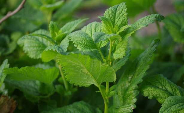 come essiccare la melissa