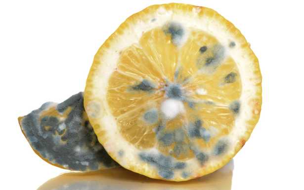 come si forma la muffa