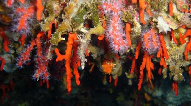 corallo rosso 