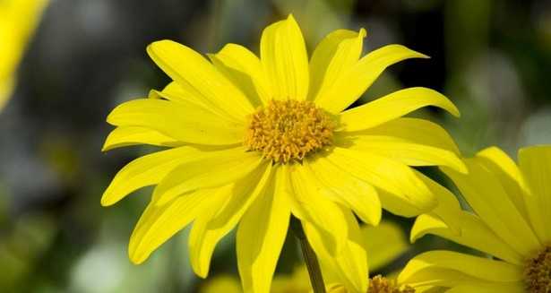 Euryops pectinatus