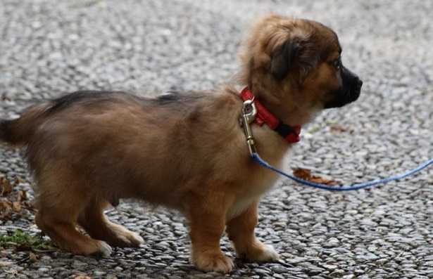 cucciolo al guinzaglio