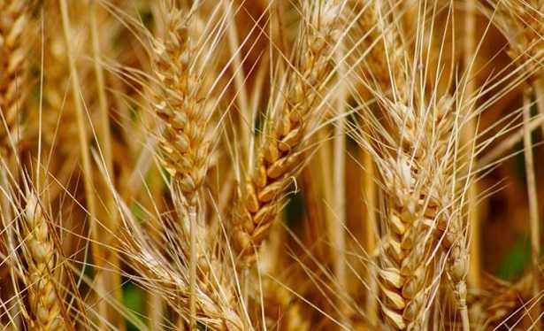 frumento ricco di Inositolo