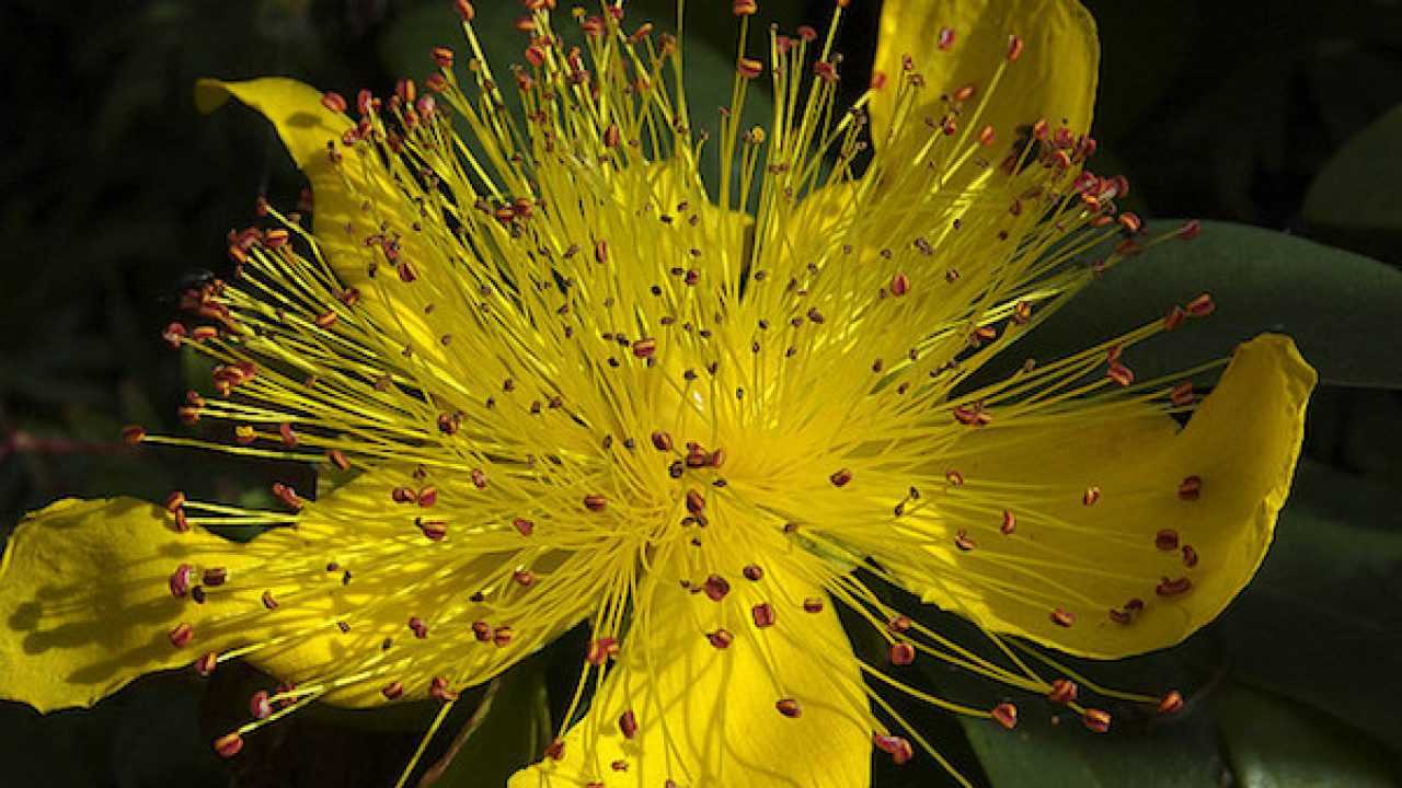 Iperico La Pianta Dei Miracoli