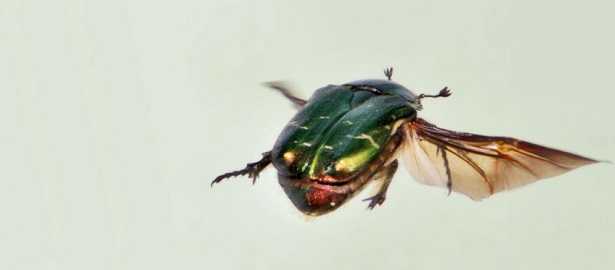 Larve di cetonia