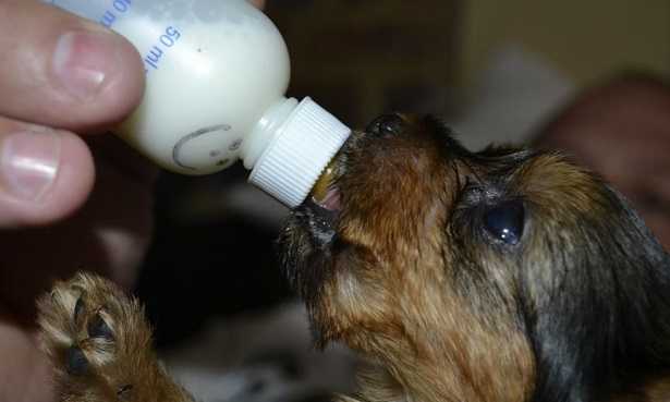 Latte per cuccioli di cane Latte per cuccioli di cane