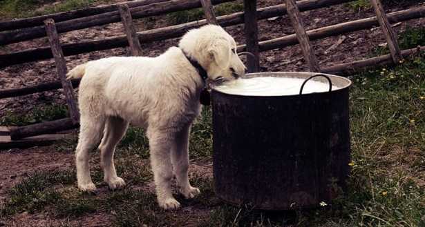 Latte per cuccioli di cane Latte per cuccioli di cane