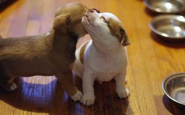 Latte per cuccioli di cane Latte per cuccioli di cane