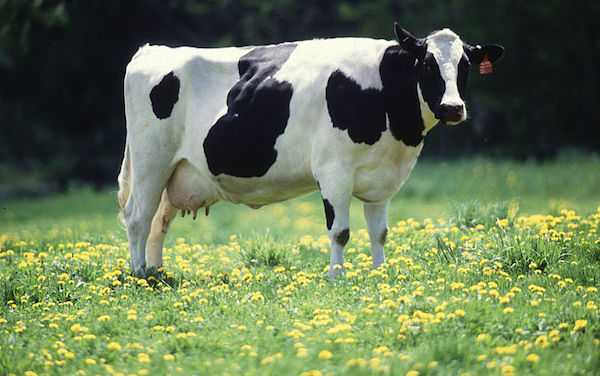 latte vaccino fa male