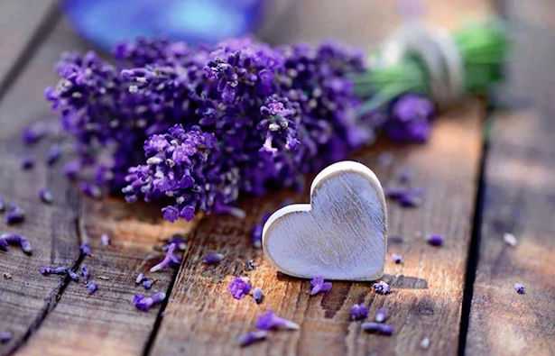 lavanda proprieta benefici