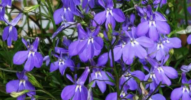 lobelia