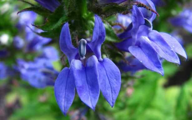 lobelia
