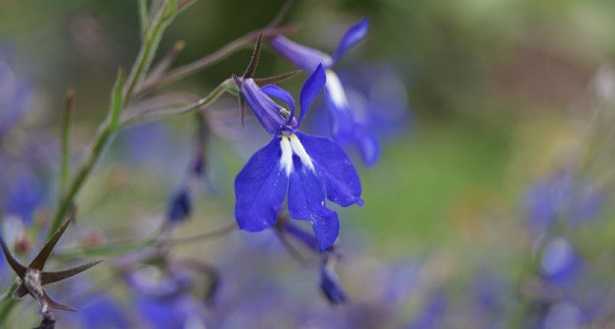 lobelia