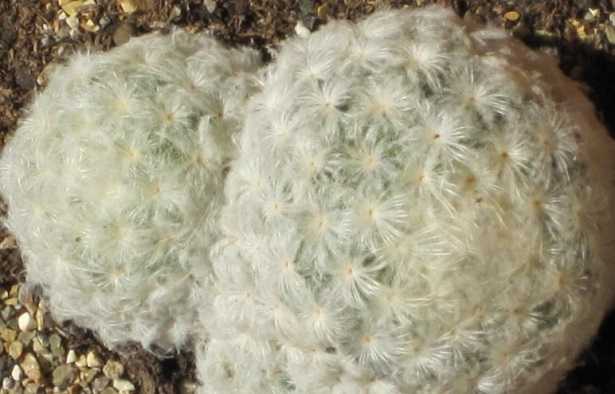 Mammillaria Mammillaria