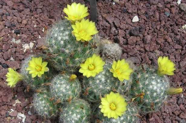 Mammillaria Mammillaria