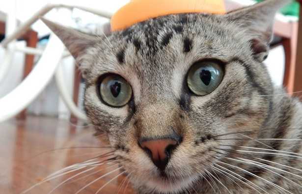 Gatto con occhi verdi in primo piano