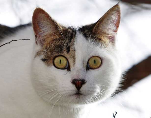 Perché i gatti hanno paura dei cetrioli