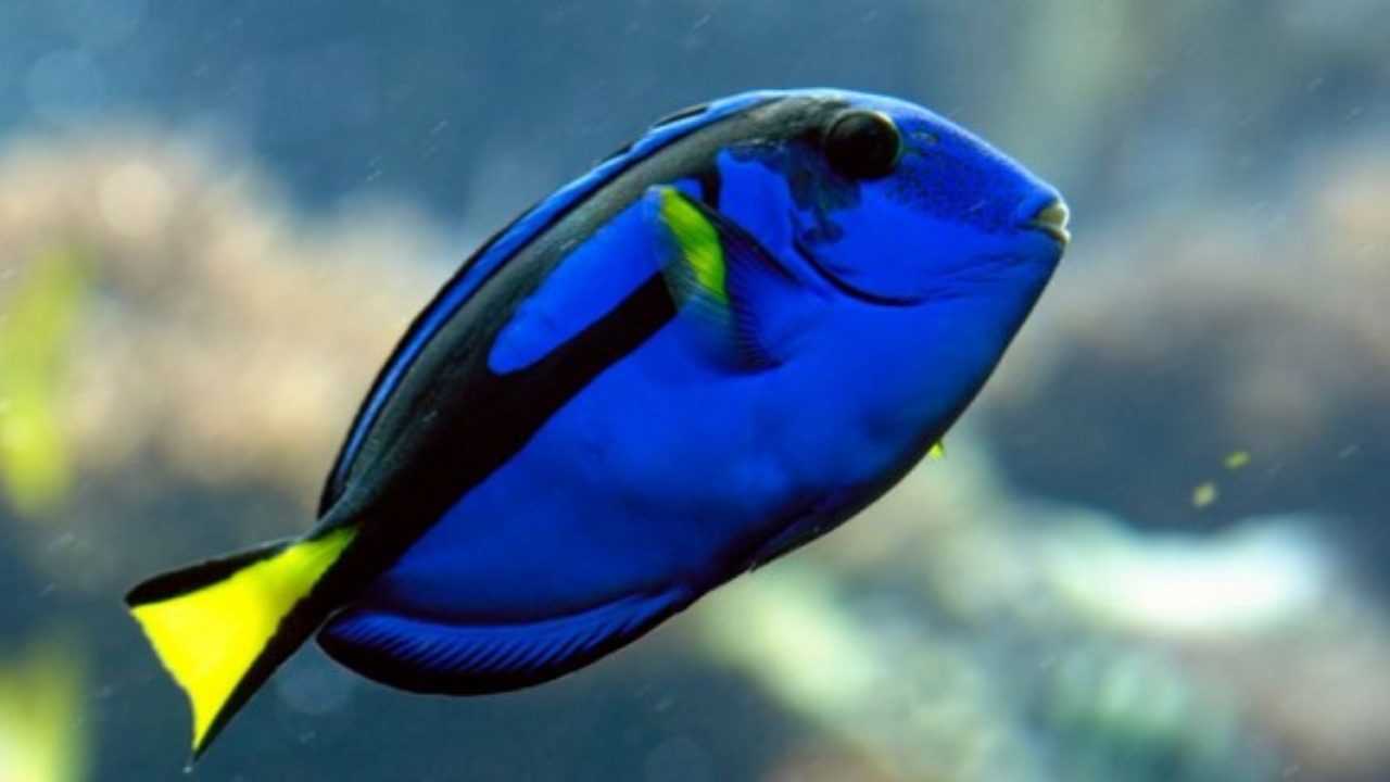 Pesce Chirurgo Blu Idee Green