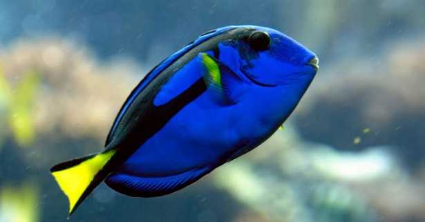 Pesce chirurgo blu