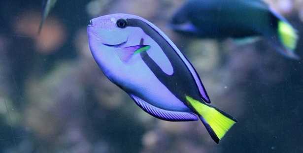 Pesce chirurgo blu e giallo
