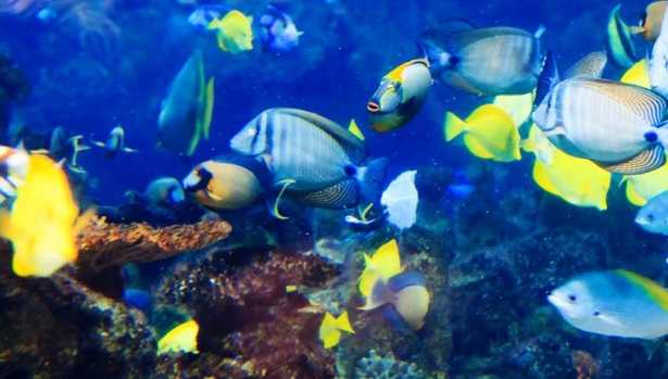 pesci tropicali per acquario