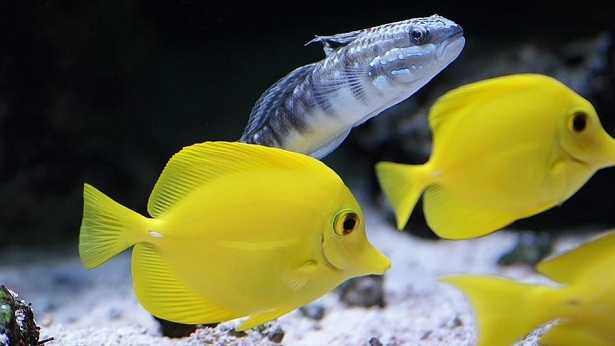 pesci tropicali per acquario