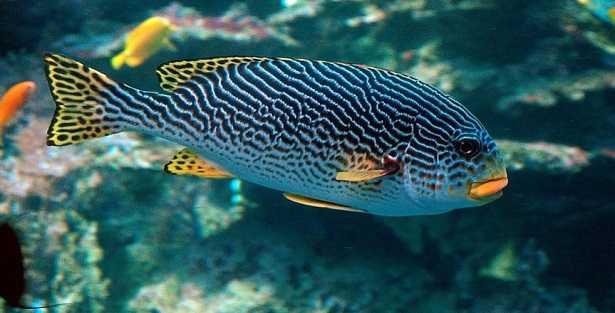 pesci tropicali per acquario