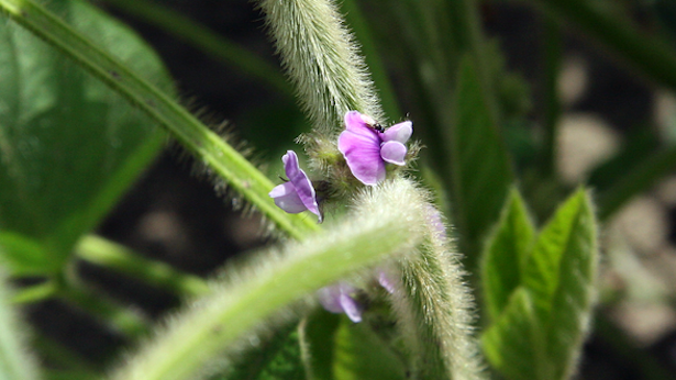 pianta di soia fiore