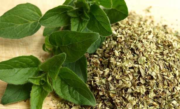 Raccolta origano Raccolta origano