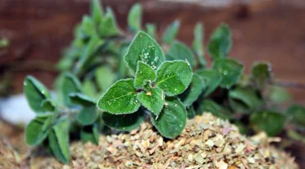 Raccolta origano Raccolta origano