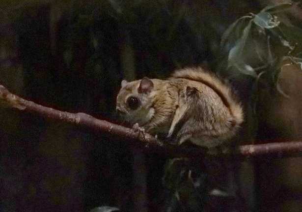 Scoiattolo volante Scoiattolo volante