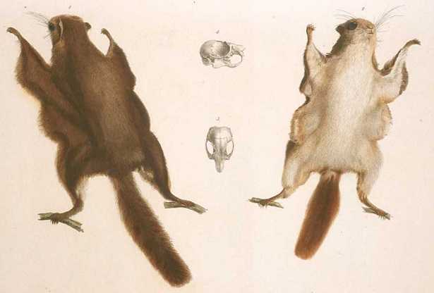 Scoiattolo volante Scoiattolo volante