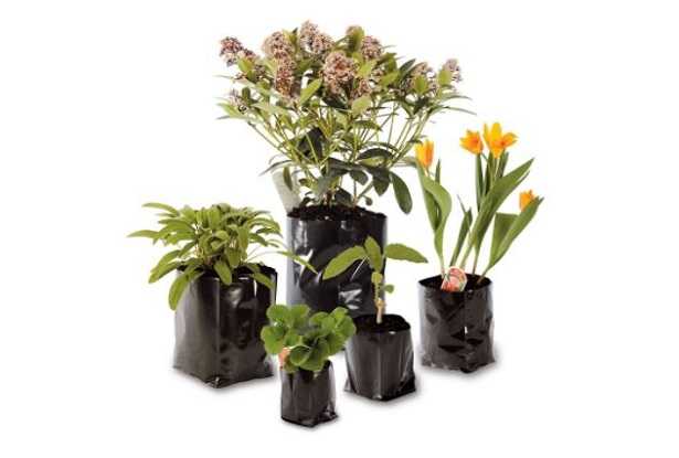 Semina patate Semina patate