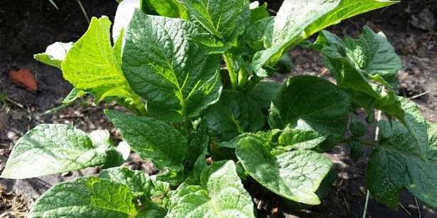 Semina patate Semina patate