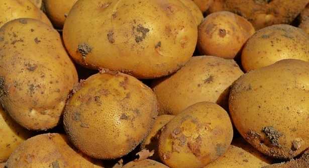 Semina patate Semina patate