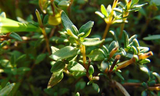timo coltivazione proprieta
