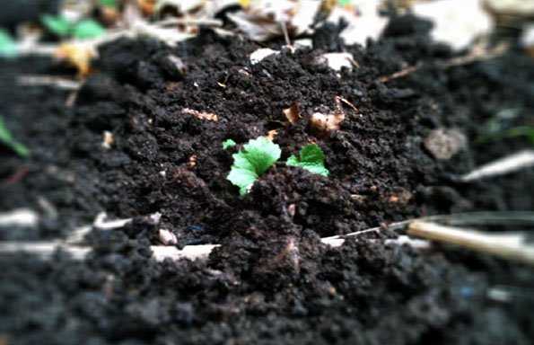 humus cos e come si forma