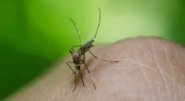 Come proteggersi dalle zanzare