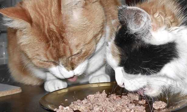 Fabbisogno nutrizionale gatto