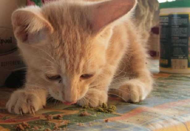 Fabbisogno nutrizionale gatto