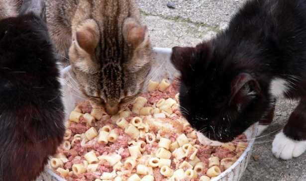 Fabbisogno nutrizionale gatto