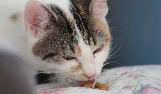 Fabbisogno nutrizionale gatto