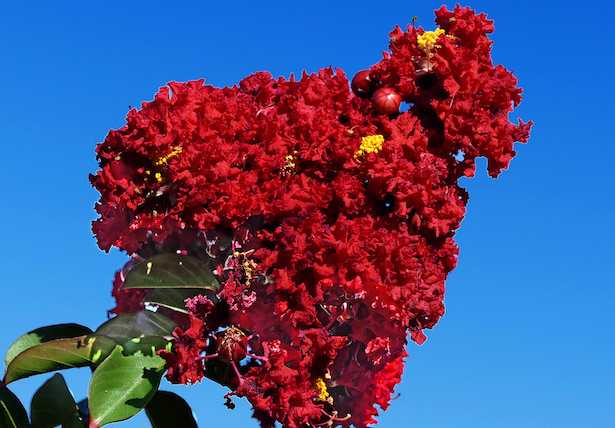 Lagerstroemia concimazione coltivazione cure fioritura potatura