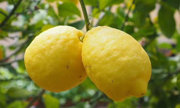 Olio essenziale di limone per uso interno